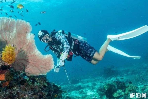 潜水可以摸珊瑚吗