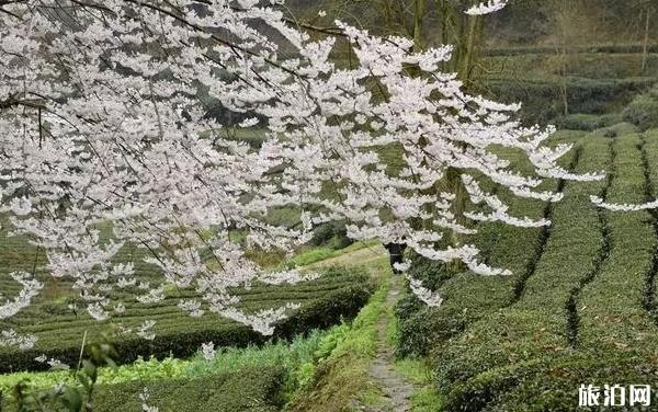 北京適合周末去玩的地方 北京有哪些景點適合周末游玩