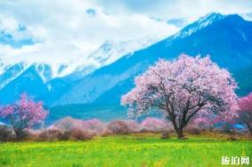 西藏有哪些赏花地推荐