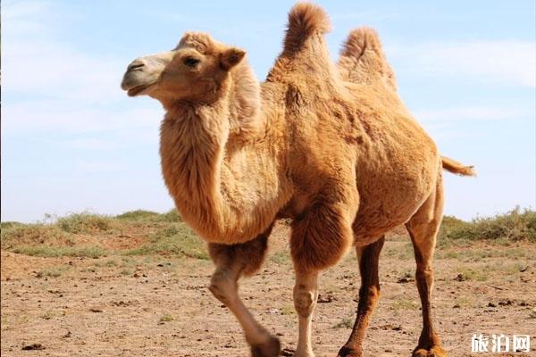 2020澳大利亚射杀骆驼 澳大利亚还有骆驼吗
