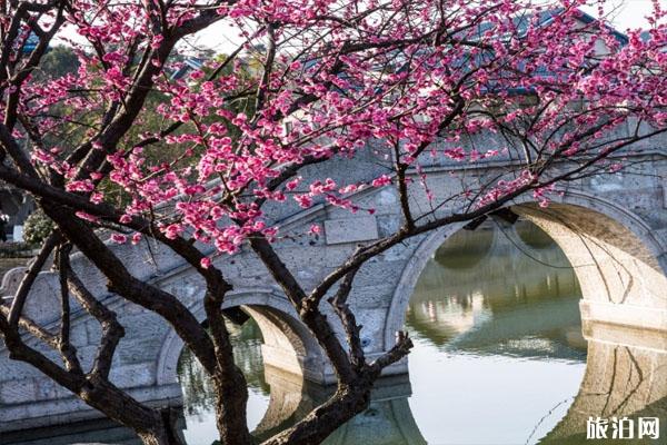 2020上海世纪公园梅花开了吗