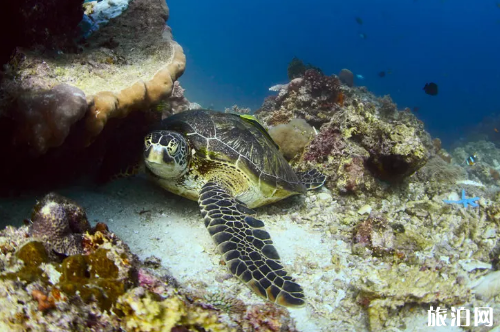 潜水能看到海龟的地方在哪