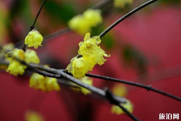 2020上海臘梅最好看的公園有哪些