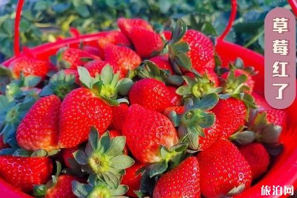 2020年洋溪文旅小镇草莓采摘季时间-地址