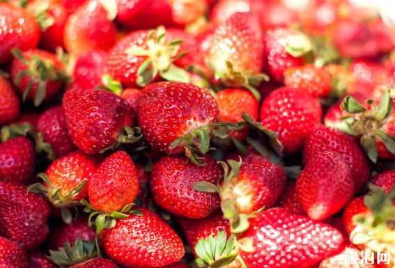 2020年重庆巴南区哪些地方可以摘草莓