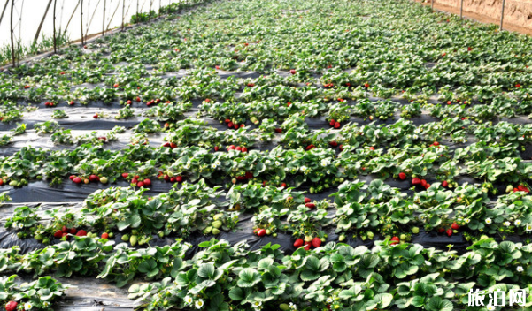 2020年重庆巴南区哪些地方可以摘草莓