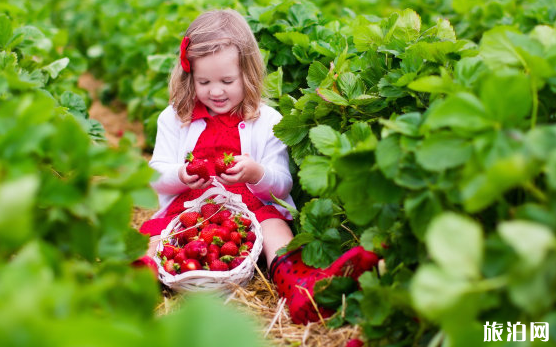 2020年常州溧阳有哪些摘草莓的地方