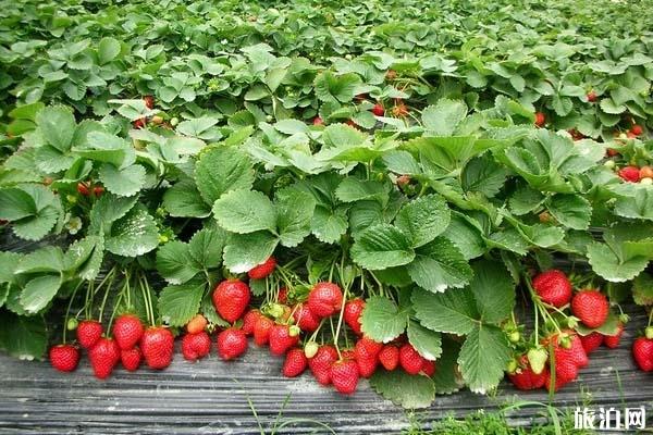 2020年常州溧阳有哪些摘草莓的地方