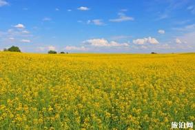 2020东莞桥头油菜花节 时间+地点