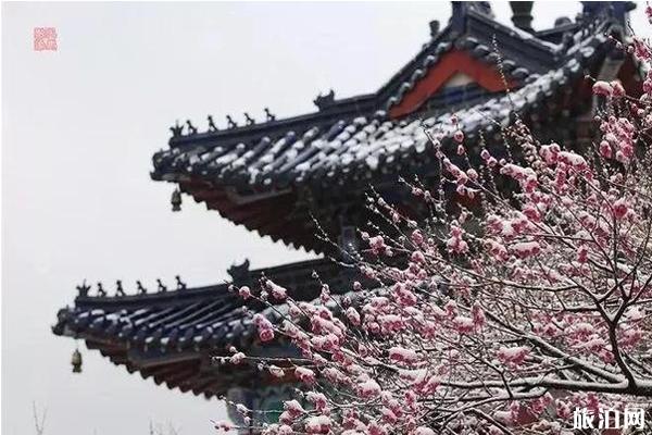 南京哪里有腊梅可以观赏