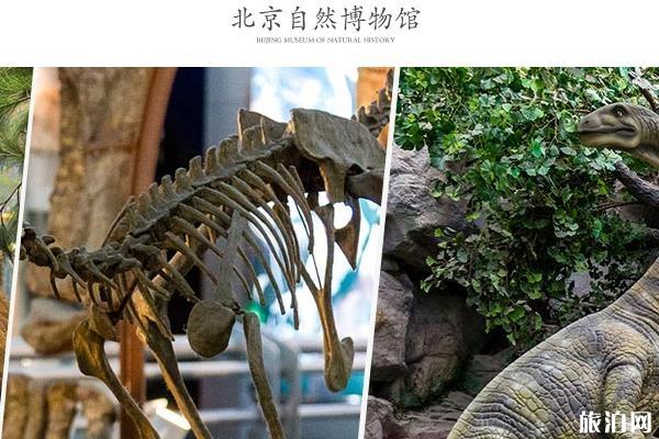 北京自然博物馆游玩攻略