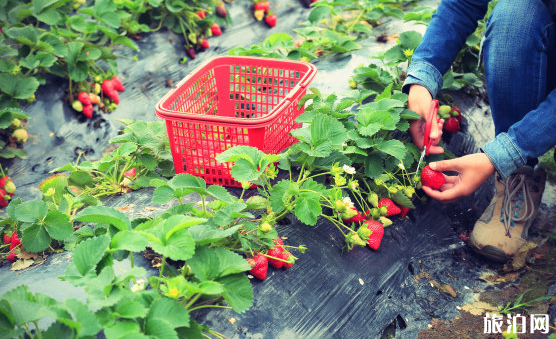 2020年重庆哪些地方可以摘草莓