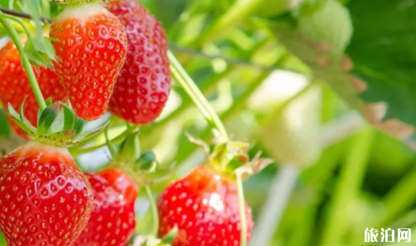 2020年重庆哪些地方可以摘草莓