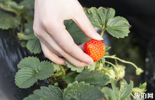 2020年常州有哪些摘草莓的地方