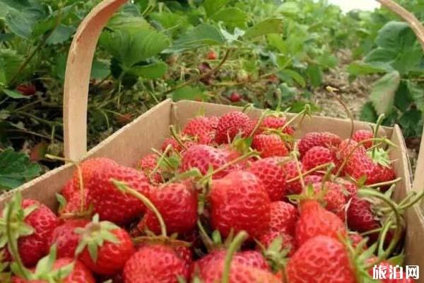 2020年常州有哪些摘草莓的地方
