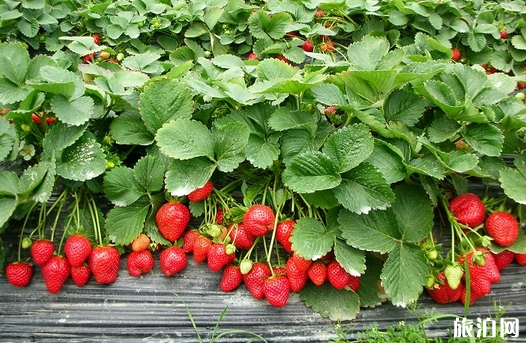 2020年厦门有哪些摘草莓的地方
