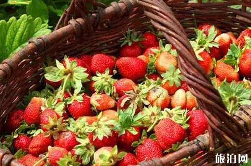 2020年厦门有哪些摘草莓的地方