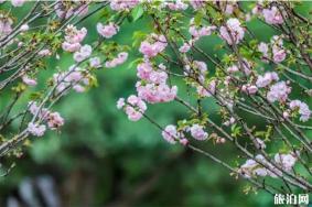 东莞观音山樱花节什么时候 附2020年樱花节举办时间