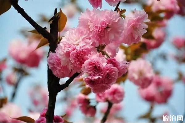 东莞观音山樱花节什么时候 附2020年樱花节举办时间