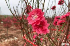 顺德勒流连杜桃花节什么时候举办 附2020年连社桃花节1月11日开启信息
