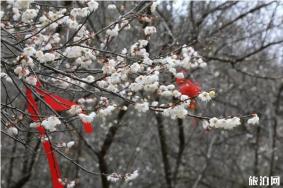 2020荔波梅花节什么时候举办 在哪里举办和门票多少钱