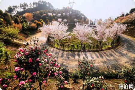 2022宜宾珙县龙茶花海旅游攻略 - 门票 - 地址