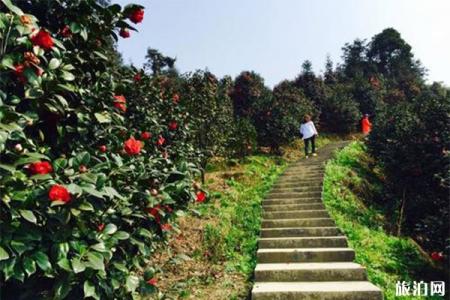 2022宜宾珙县龙茶花海旅游攻略 - 门票 - 地址