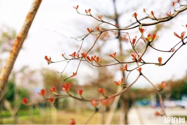 2020广州南沙湿地新春活动有哪些
