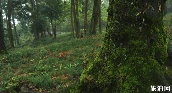 皆江堰一日游线路及最好攻略