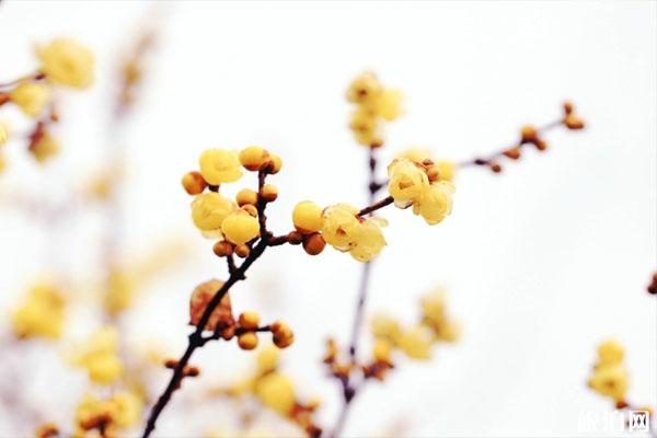 长沙哪里有梅花看 景点门票交通