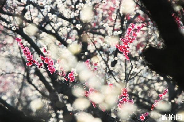 长沙哪里有梅花看 景点门票交通