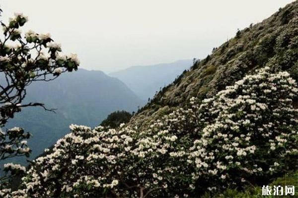 2022芦山大川河旅游景区旅游攻略 - 景点介绍 - 门票