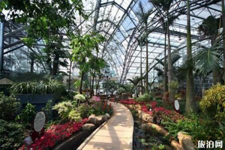 重庆南山植物园2020春节相亲会活动 报名方式-郁金香花展