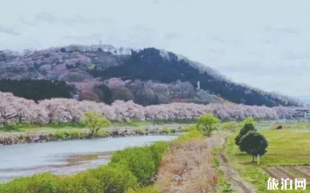 日本樱花观赏地 有哪些小众赏樱地