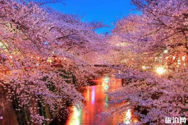 日本樱花观赏地 有哪些小众赏樱地
