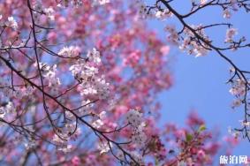 鸡鸣寺樱花什么时候开 南京有哪些赏樱地点