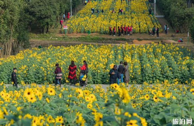 2020年深圳市民中心向日葵地址和最佳观赏花时间