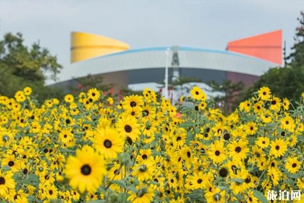 2020年深圳市民中心向日葵地址和最佳观赏花时间