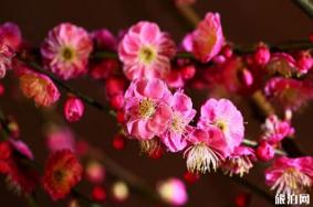 2020年颐和园梅花展时间 门票和地点和活动介绍