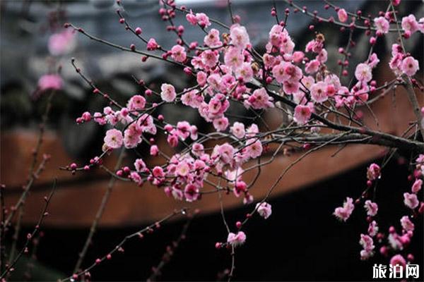 杭州超山梅花什么时候开 附2020梅花节活动时间安排