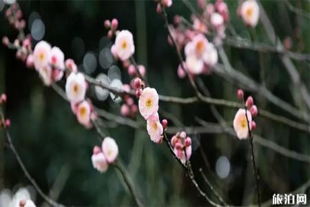 2020西安植物园梅花展1月18日开启 持续时间-新春活动内容