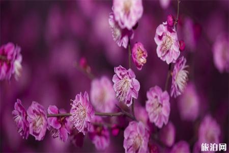 2020西安植物园梅花展1月18日开启 持续时间-新春活动内容