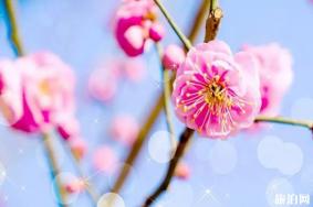 在广州哪里可以看梅花 门票和地址和交通