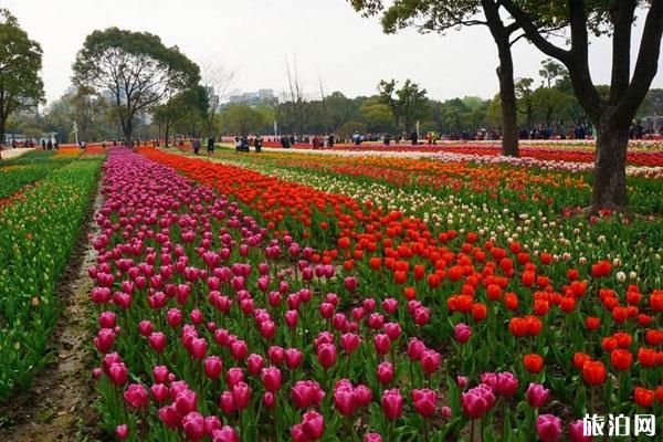 2020春节北京花展有哪些 时间-地点-门票