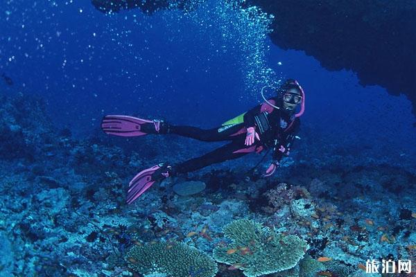 海底有毒的生物 潜水时要避免接触哪些生物