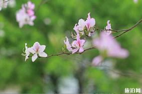 广州春节期间有哪些赏花地点 时间-地点-票价