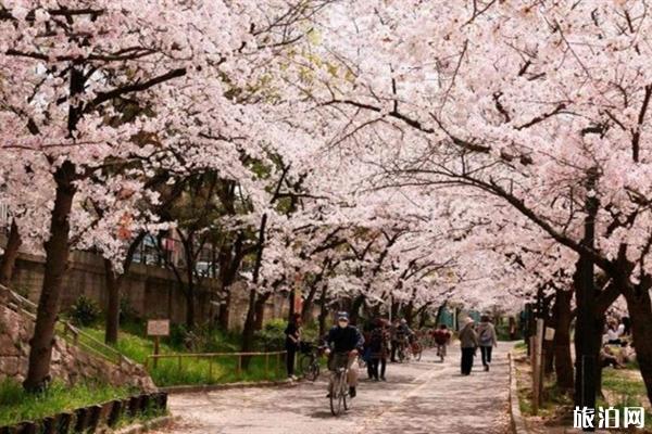 2020日本樱花季预测图 日本樱花预测网站链接