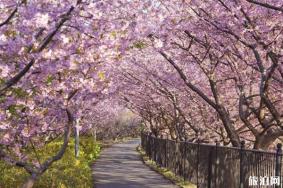 3月份去日本有樱花看吗 日本樱花观赏月份和地点推荐