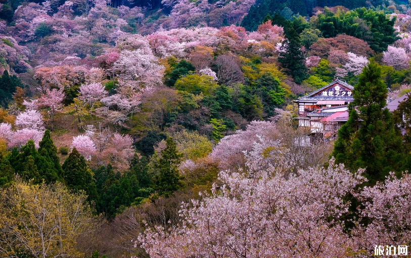 3月份去日本有樱花看吗 日本樱花观赏月份和地点推荐