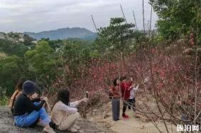 巨峰寺桃花什么时候开